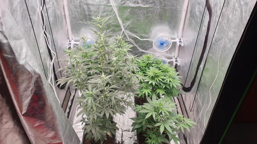 Tropicana Poison & Critical Auto Organic. Week 6 - day40