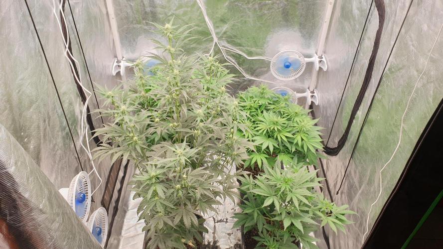 Tropicana Poison & Critical Auto Organic. Week 6 - day41
