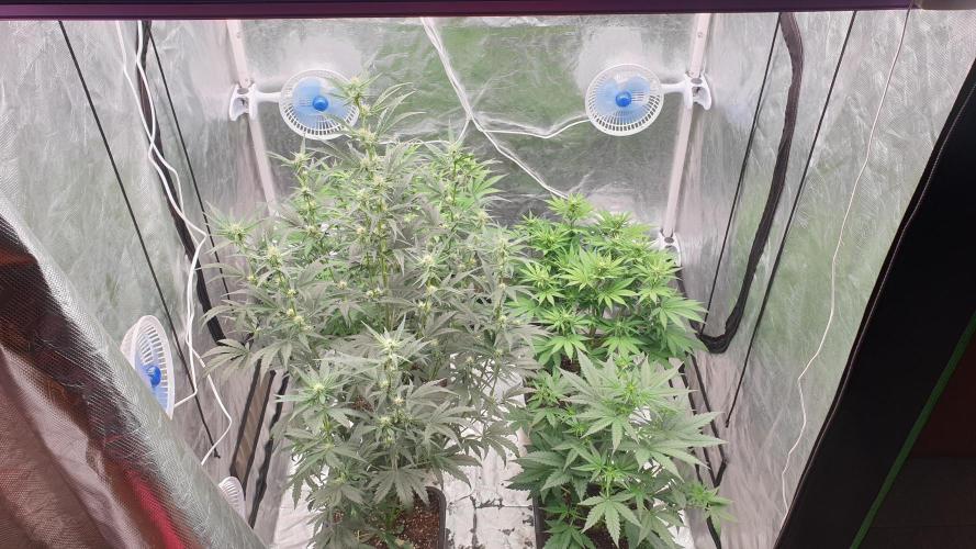 Tropicana Poison & Critical Auto Organic. Week 6 - day42