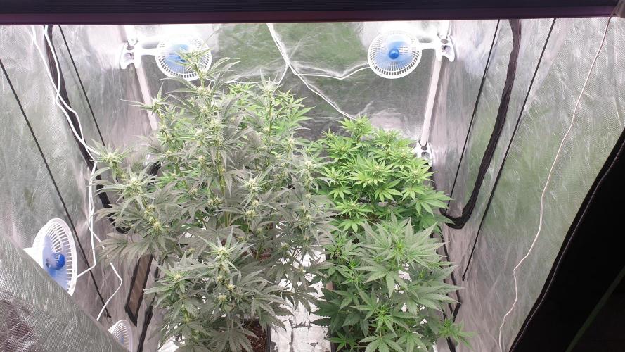 Tropicana Poison & Critical Auto Organic. Week 7 - day43