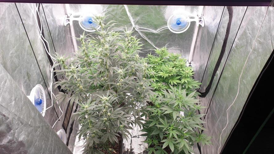 Tropicana Poison & Critical Auto Organic. Week 7 - day44