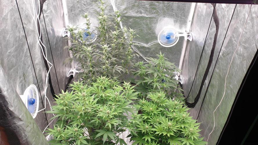 Tropicana Poison & Critical Auto Organic. Week 7 - day45