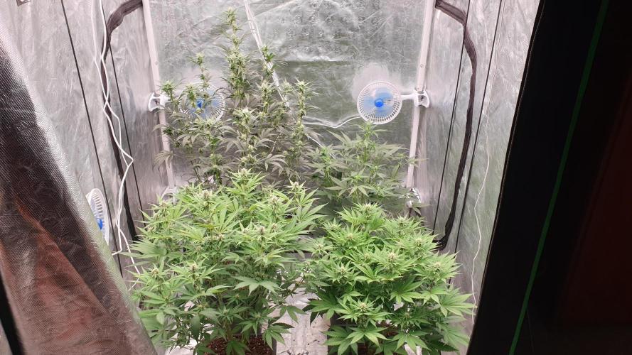 Tropicana Poison & Critical Auto Organic. Week 7 - day46