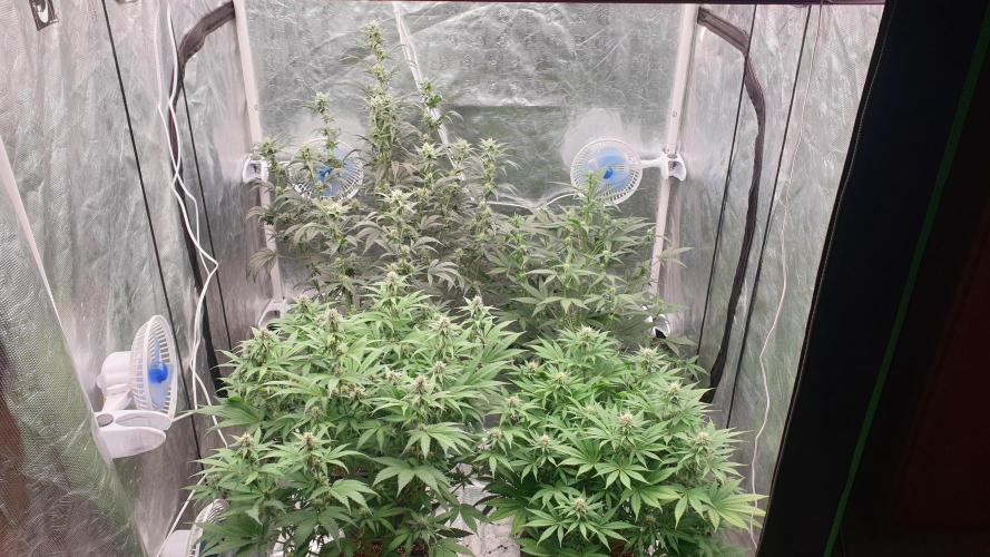 Tropicana Poison & Critical Auto Organic. Week 7 - day47