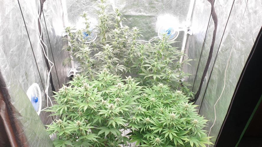 Tropicana Poison & Critical Auto Organic. Week 7 - day48