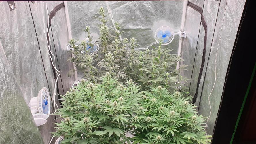 Tropicana Poison & Critical Auto Organic. Week 7 - day49