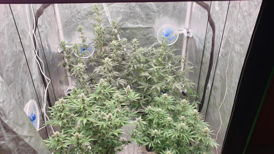 Tropicana Poison & Critical Auto Organic. Week 8 - day50