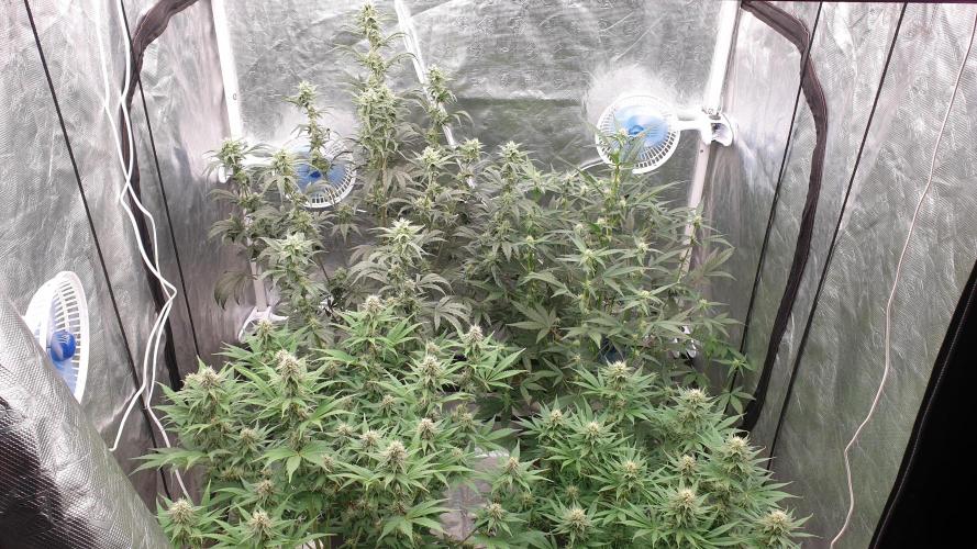 Tropicana Poison & Critical Auto Organic. Week 8 - day51