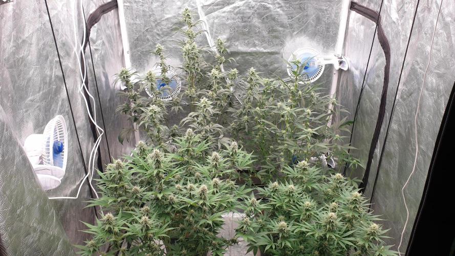 Tropicana Poison & Critical Auto Organic. Week 8 - day52