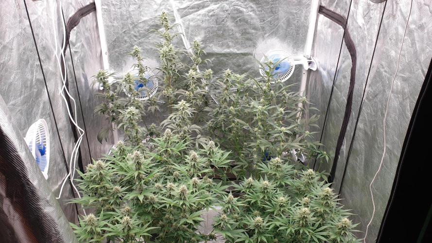 Tropicana Poison & Critical Auto Organic. Week 8 - day53