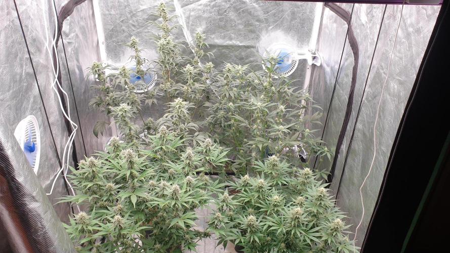 Tropicana Poison & Critical Auto Organic. Week 8 - day54