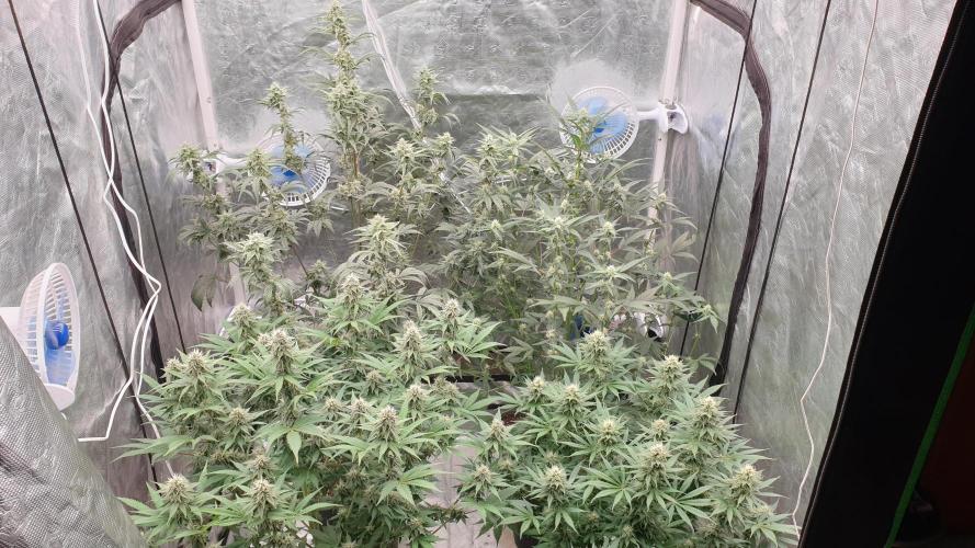 Tropicana Poison & Critical Auto Organic. Week 8 - day55