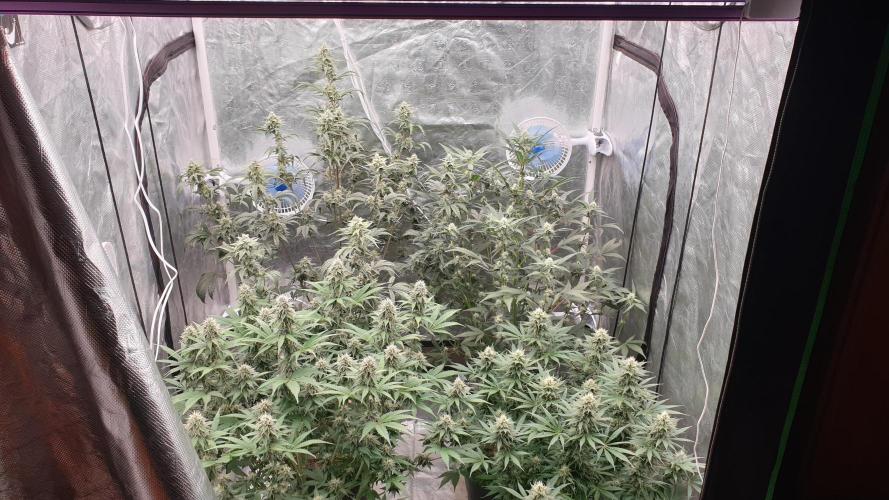 Tropicana Poison & Critical Auto Organic. Week 9 - day57
