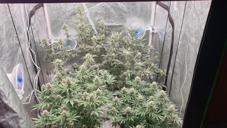 Tropicana Poison & Critical Auto Organic. Week 9 - day58