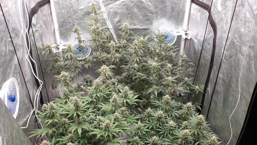 Tropicana Poison & Critical Auto Organic. Week 9 - day59
