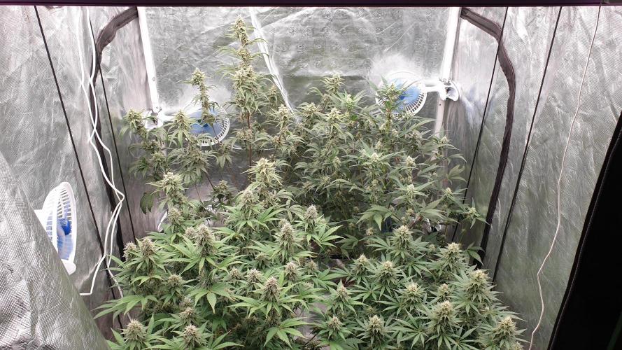 Tropicana Poison & Critical Auto Organic. Week 9 - day60