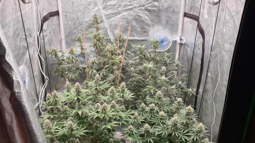 Tropicana Poison & Critical Auto Organic. Week 9 - day61