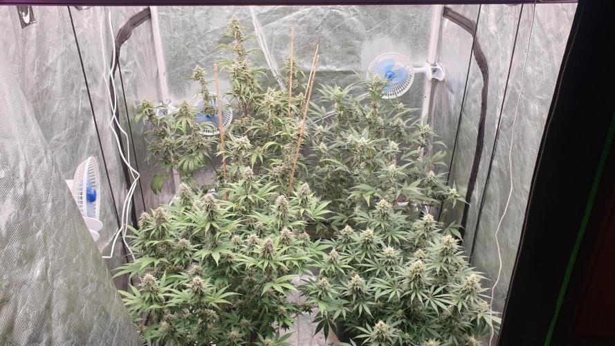 Tropicana Poison & Critical Auto Organic. Week 9 - day62