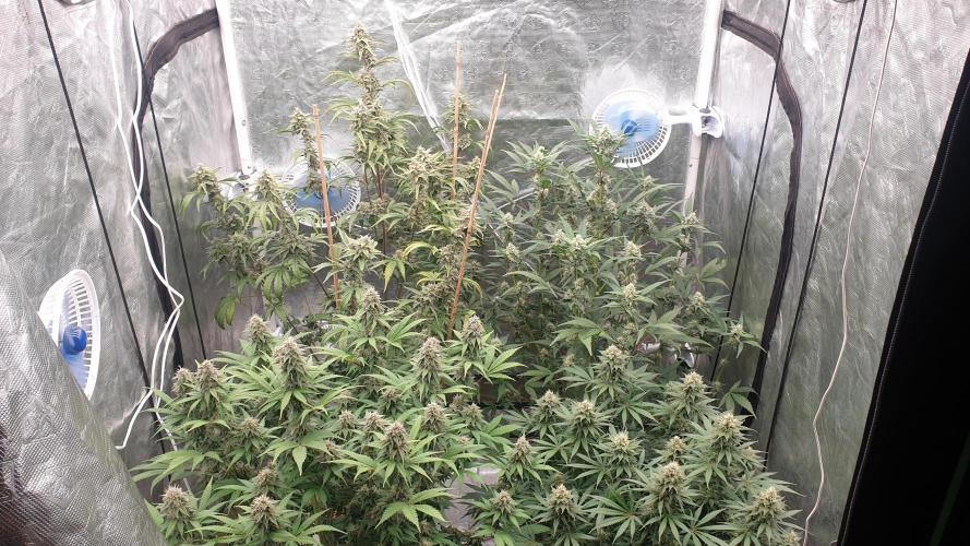 Tropicana Poison & Critical Auto Organic. Week 10 - day63