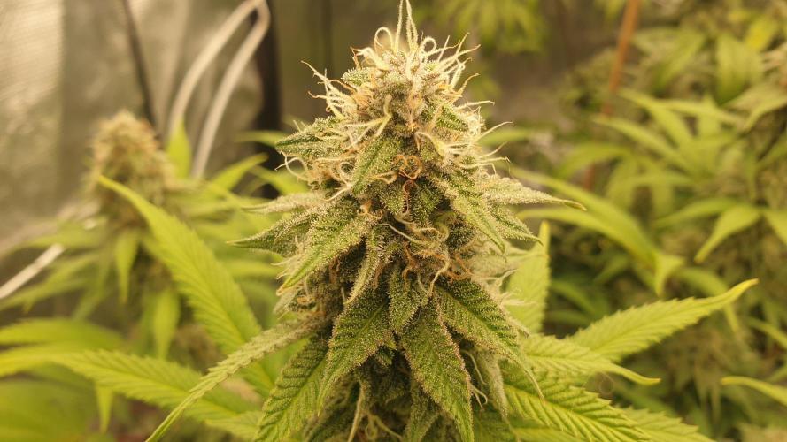 Tropicana Poison & Critical Auto Organic. Week 10 - tropicana