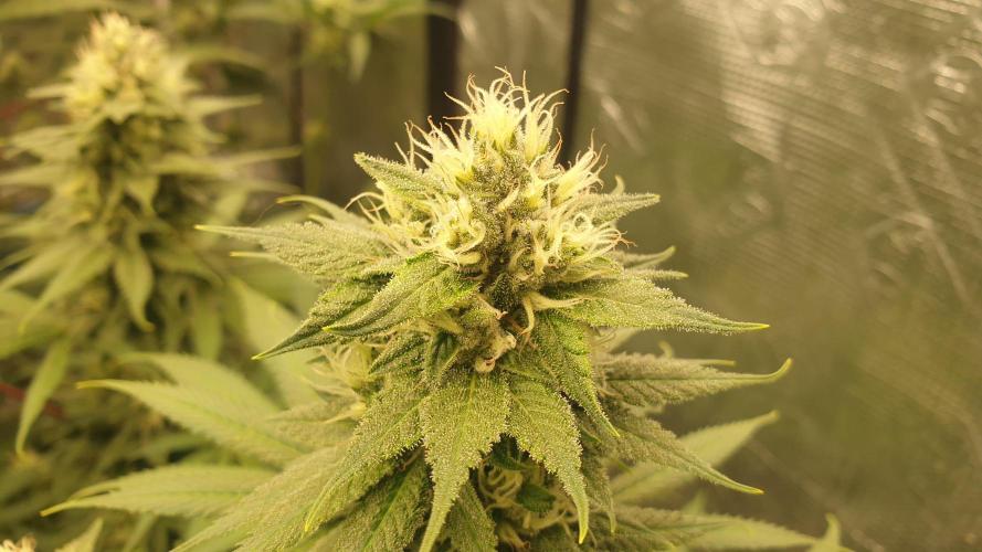 Tropicana Poison & Critical Auto Organic. Week 10 - tropicana