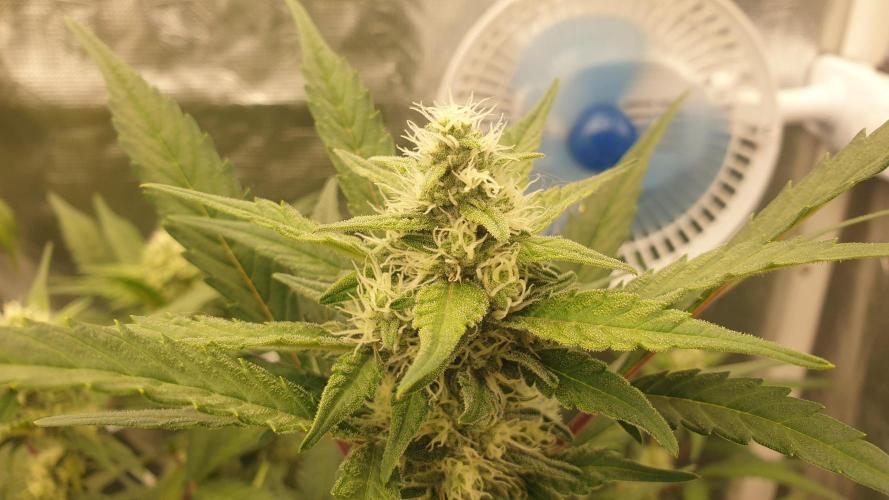 Tropicana Poison & Critical Auto Organic. Week 10 - critical