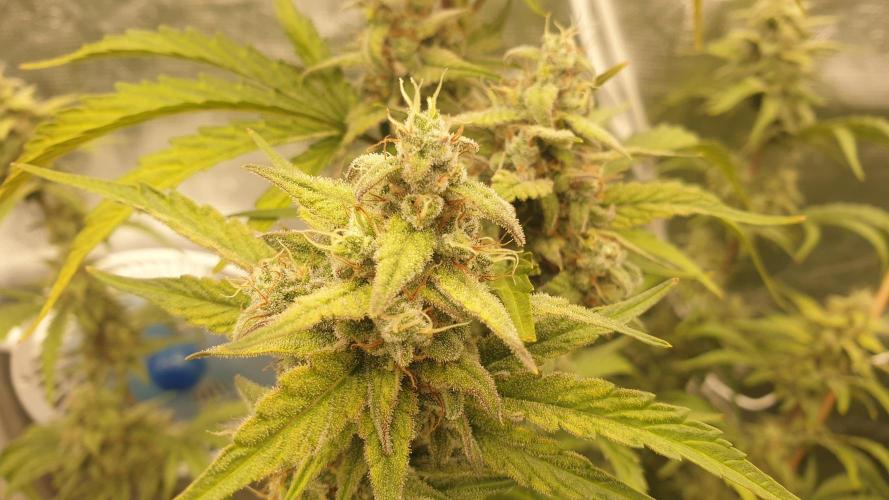 Tropicana Poison & Critical Auto Organic. Week 10 - critical