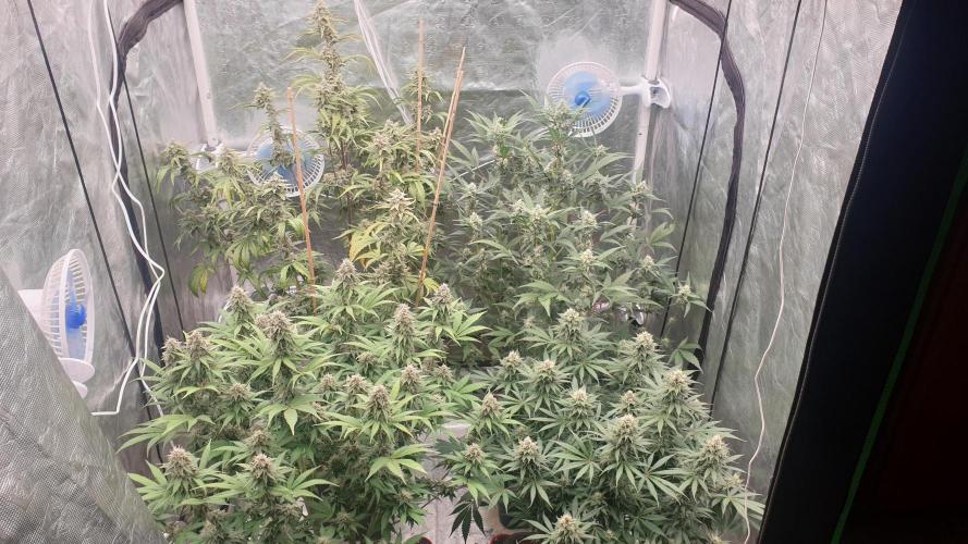 Tropicana Poison & Critical Auto Organic. Week 10 - day64