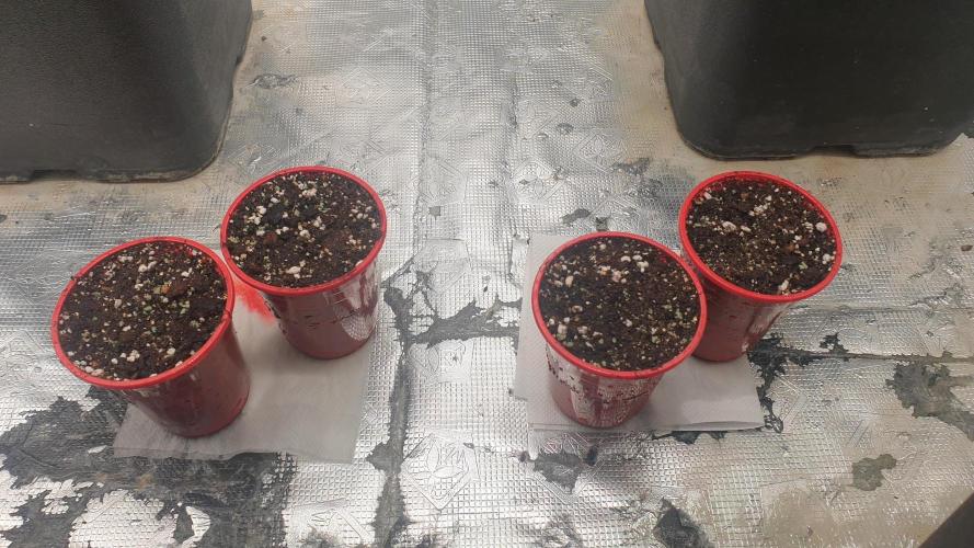 Jet Fuel Mandarine & Studio 54 Organic. Week 0 - day0