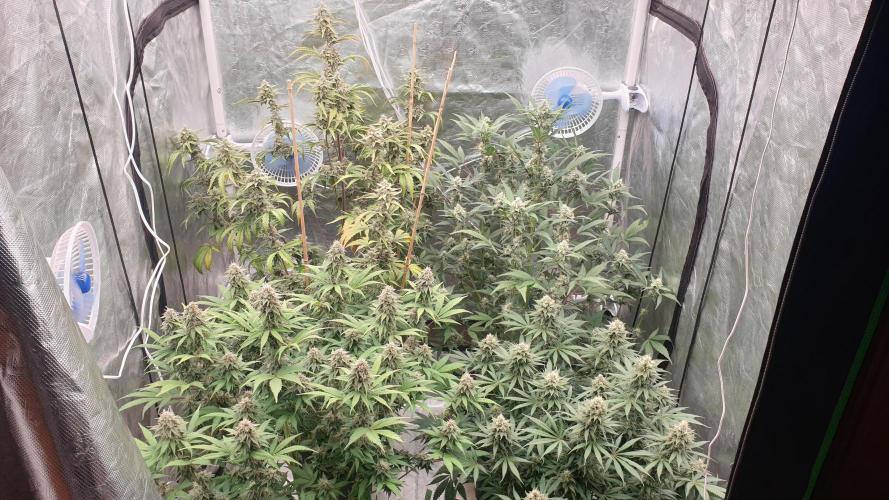 Tropicana Poison & Critical Auto Organic. Week 10 - day65