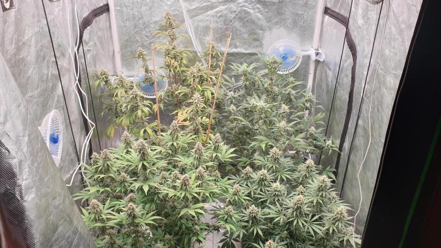 Tropicana Poison & Critical Auto Organic. Week 10 - day66