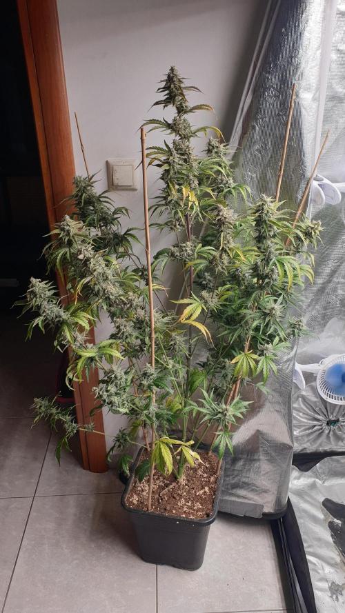 Tropicana Poison & Critical Auto Organic. Week 10