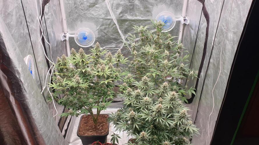 Tropicana Poison & Critical Auto Organic. Week 10 - day68
