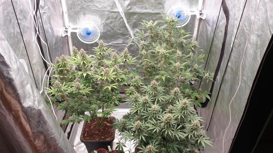 Tropicana Poison & Critical Auto Organic. Week 10 - day69