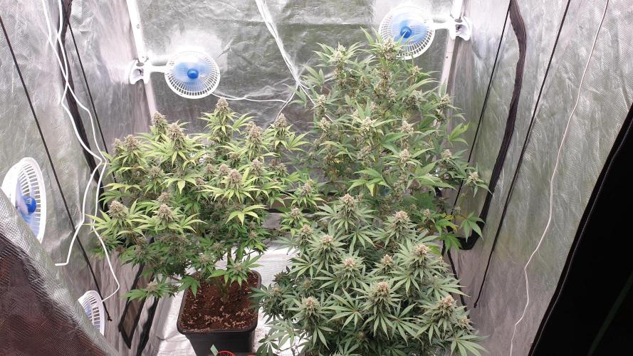 Tropicana Poison & Critical Auto Organic. Week 10 - day70