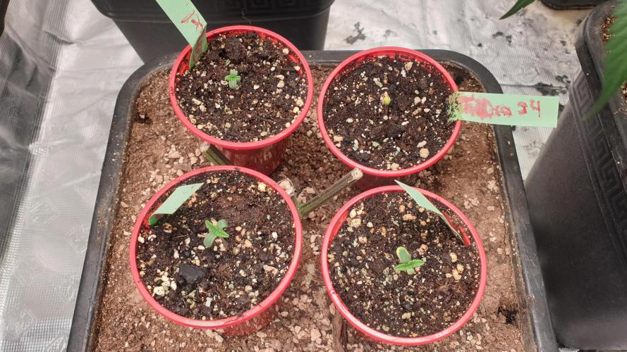 Jet Fuel Mandarine & Studio 54 Organic. Week 0 - day6