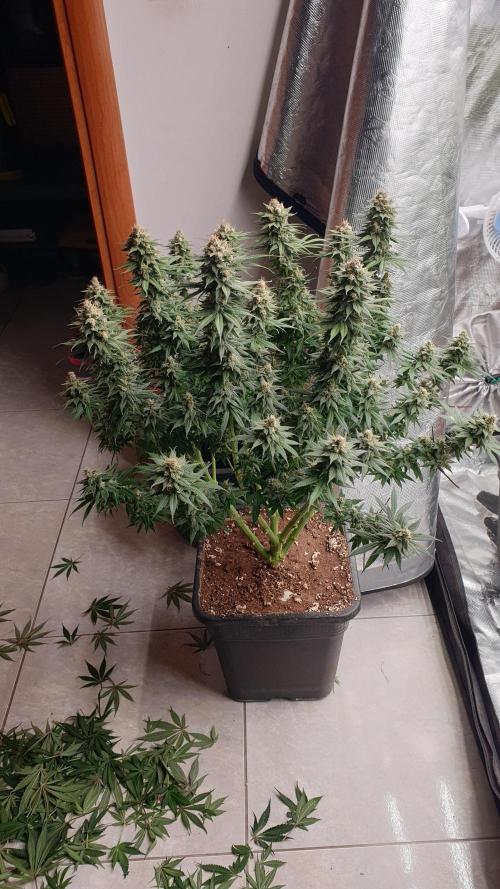 Tropicana Poison & Critical Auto Organic. Week 11