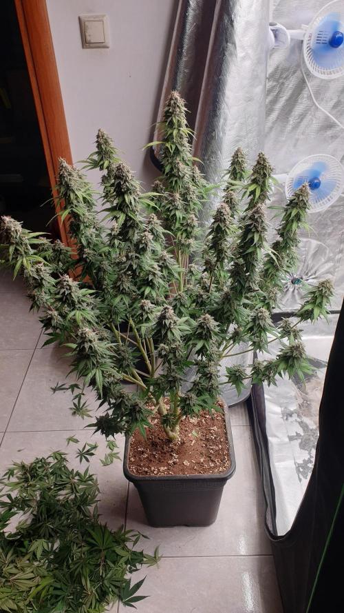 Tropicana Poison & Critical Auto Organic. Week 11
