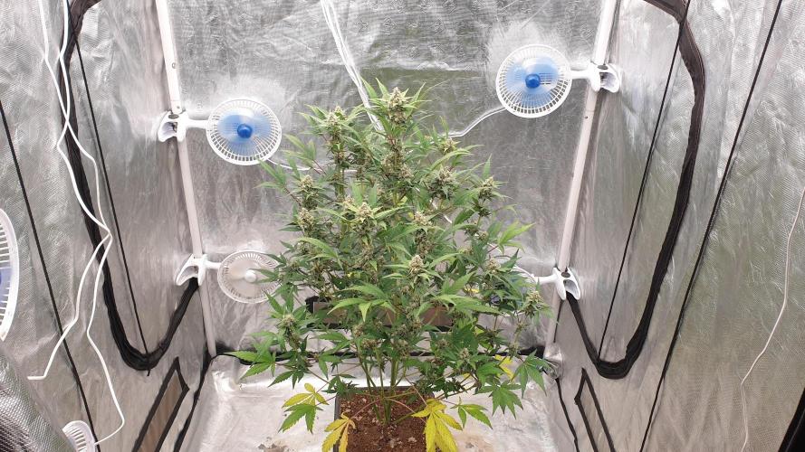 Tropicana Poison & Critical Auto Organic. Week 10 - day71