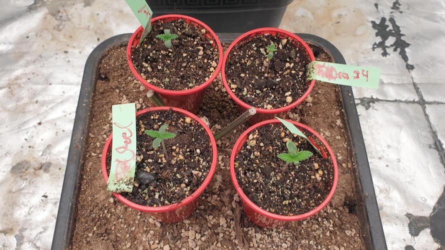 Jet Fuel Mandarine & Studio 54 Organic. Week 0 - day7
