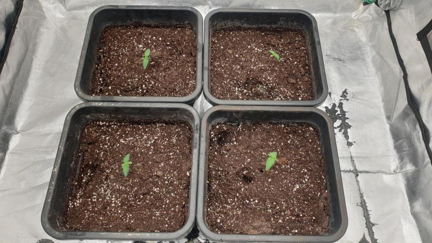 Jet Fuel Mandarine & Studio 54 Organic. Week 1 - day10