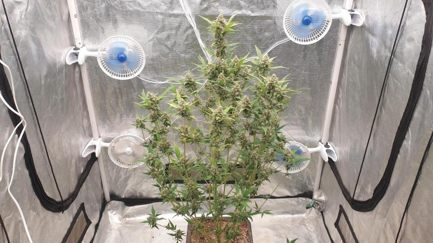 Tropicana Poison & Critical Auto Organic. Week 10