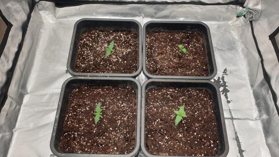 Jet Fuel Mandarine & Studio 54 Organic. Week 1 - day12
