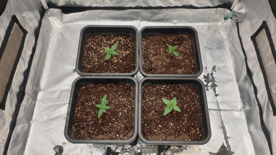 Jet Fuel Mandarine & Studio 54 Organic. Week 1 - day13