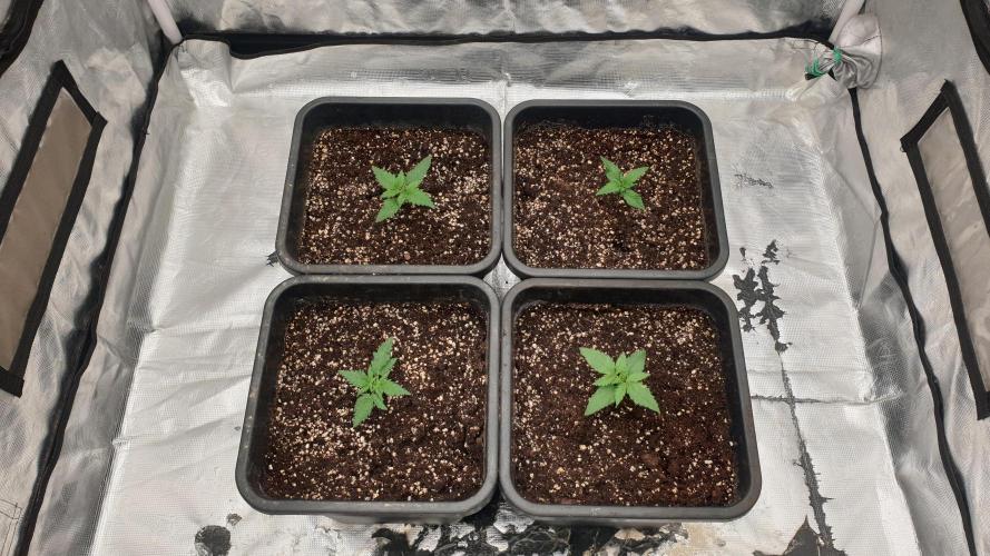 Jet Fuel Mandarine & Studio 54 Organic. Week 1 - day14