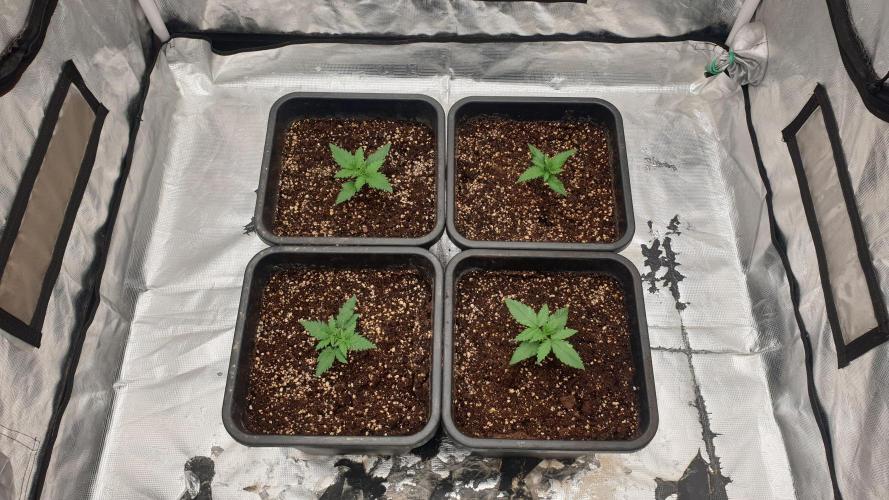 Jet Fuel Mandarine & Studio 54 Organic. Week 2 - day15