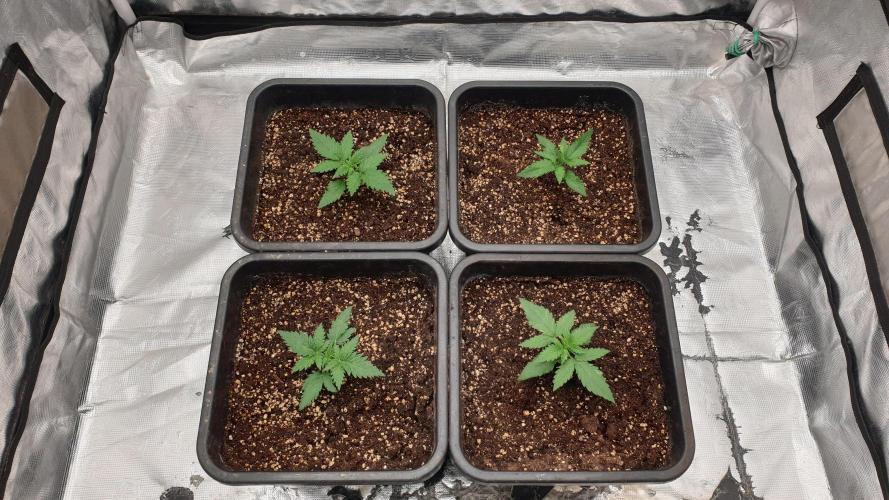 Jet Fuel Mandarine & Studio 54 Organic. Week 2 - day16