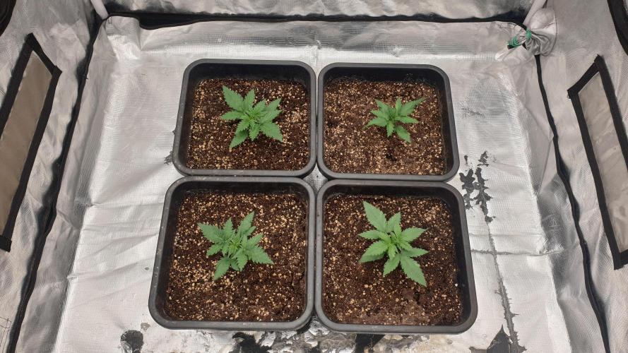 Jet Fuel Mandarine & Studio 54 Organic. Week 2 - day17