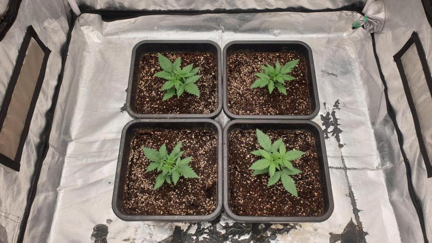 Jet Fuel Mandarine & Studio 54 Organic. Week 2 - day18