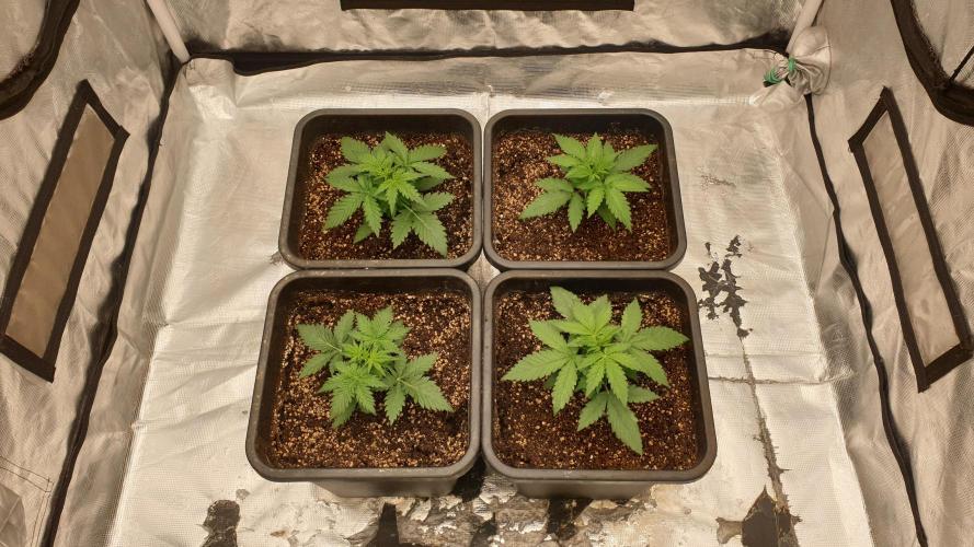 Jet Fuel Mandarine & Studio 54 Organic. Week 2 - day21